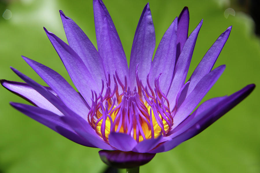 High Angle View Of A Lotus Flower Photograph by Elke Selzle
