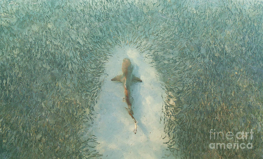 High Angle View Of A Shark Swimming Photograph by Scott Carr
