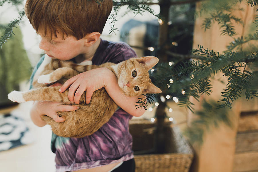 Cat Photograph - High Angle View Of Boy Carrying Cute Kitten While Standing By Plant At Home by Cavan Images