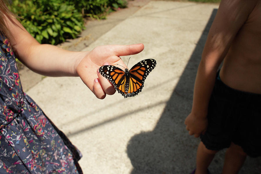 Butterfly Photograph - High Angle View Of Girl Holding A Monarch Butterfly While Standing In Her Yard by Cavan Images