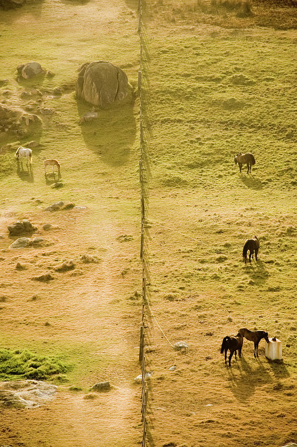 High Angle View Of Horses Grazing In A Photograph by Win-initiative/neleman