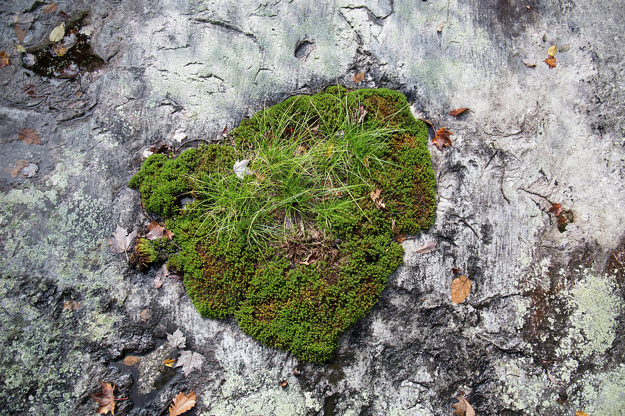 High Angle View Of Moss Growing On Rock Formation In Forest During Autumn Photograph by Cavan Images