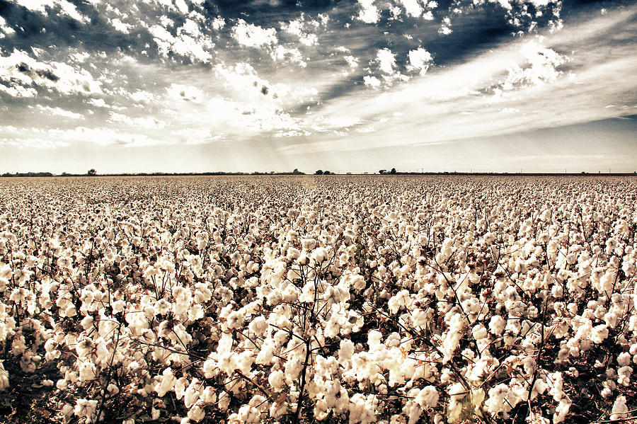 High Cotton Photograph by See It In Texas
