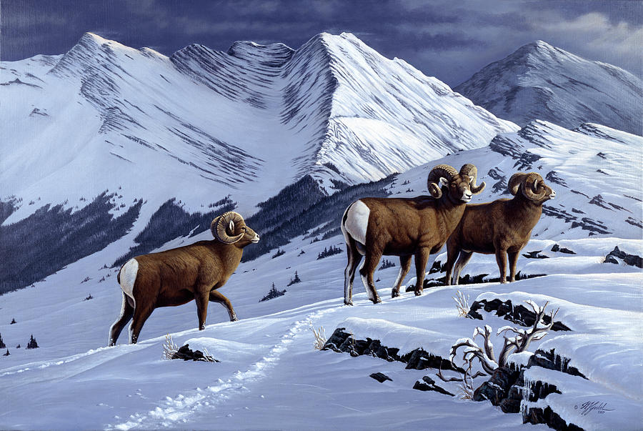 Animal Painting - High Country Rams by Wilhelm Goebel