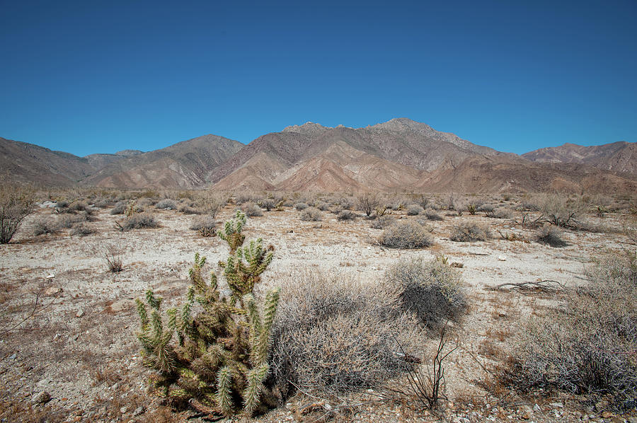 High Desert Cactus Photograph by Mark Duehmig