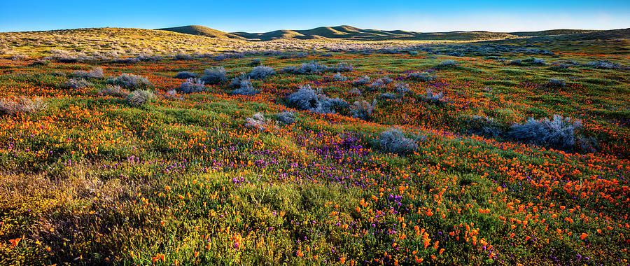 High Desert Color Photograph by Grant Sorenson