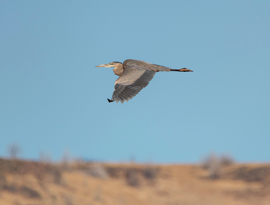 High Desert Heron Photograph by Loree Johnson