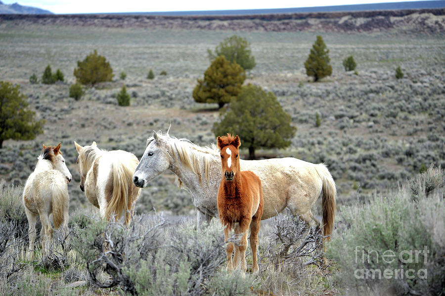High Desert Mustangs Photograph by Denise Bruchman