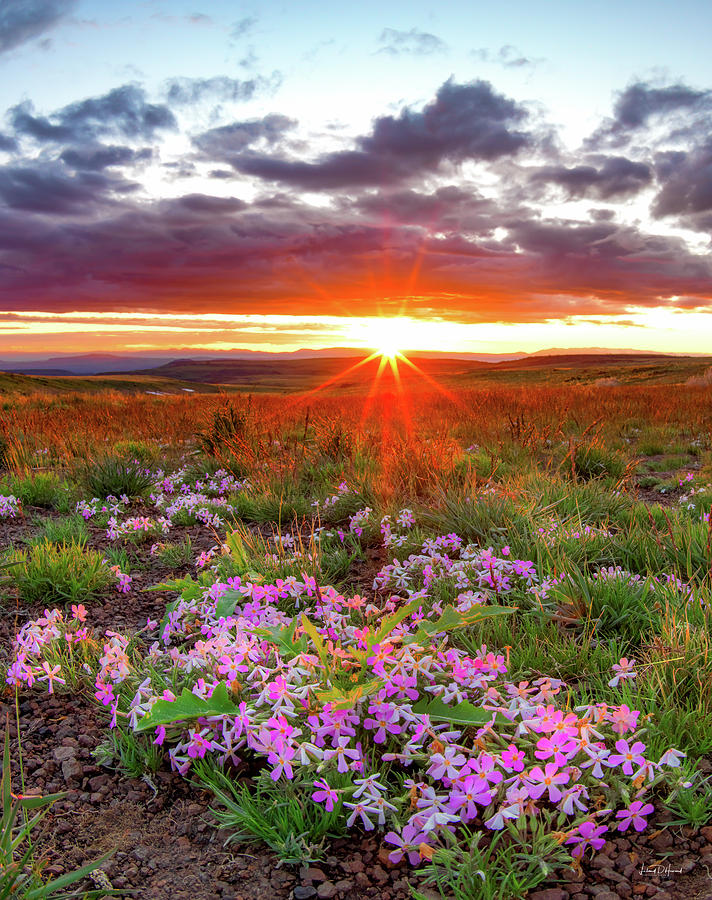High Desert Spring Photograph by Leland D Howard