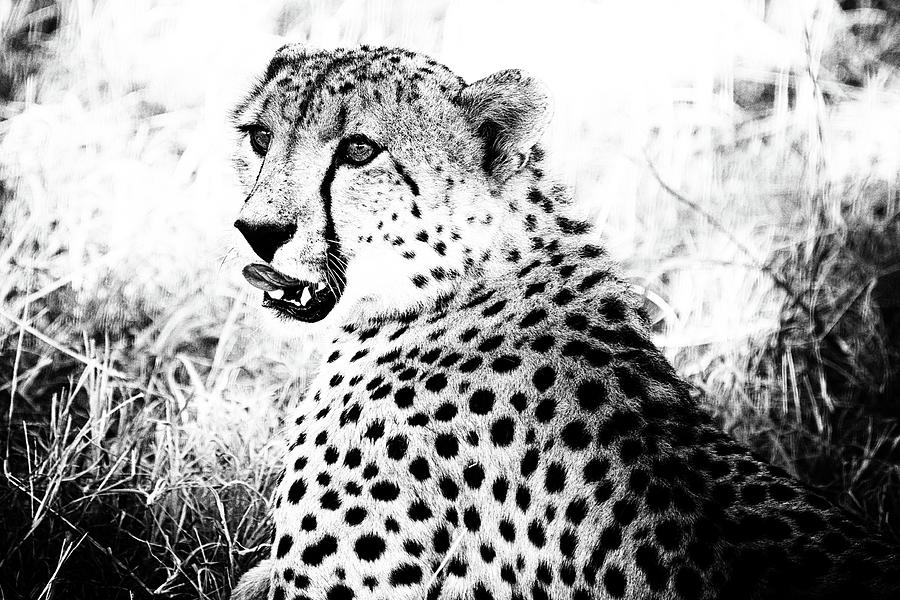 High Key Cheetah Photograph by Mark Hunter
