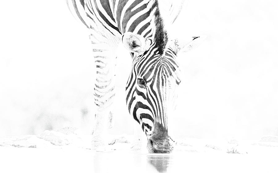 High Key Zebra Drinking Photograph by Mark Hunter