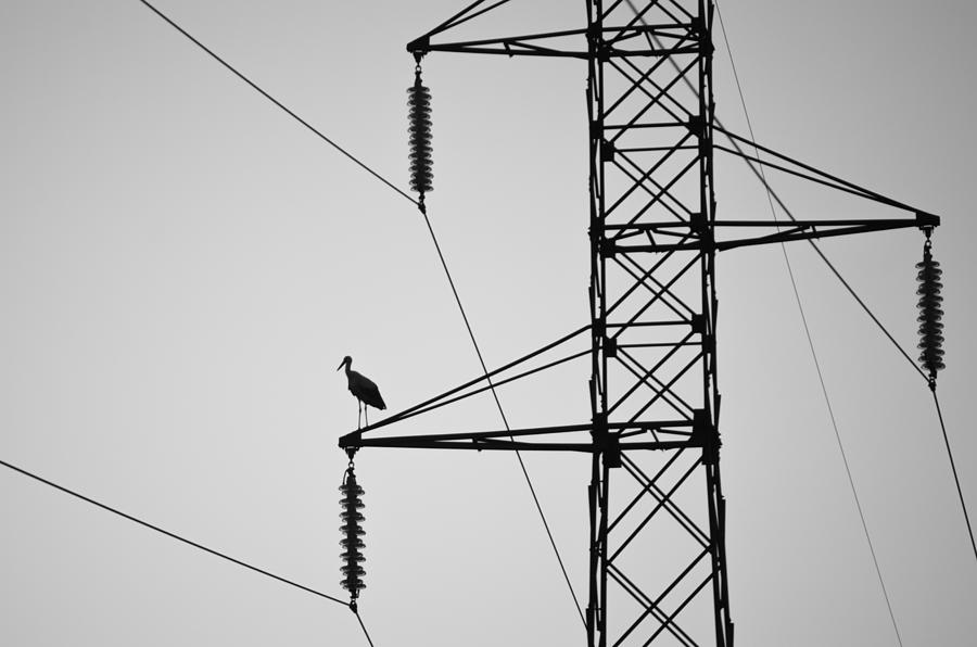Bird Photograph - High Power by Anita Palceska