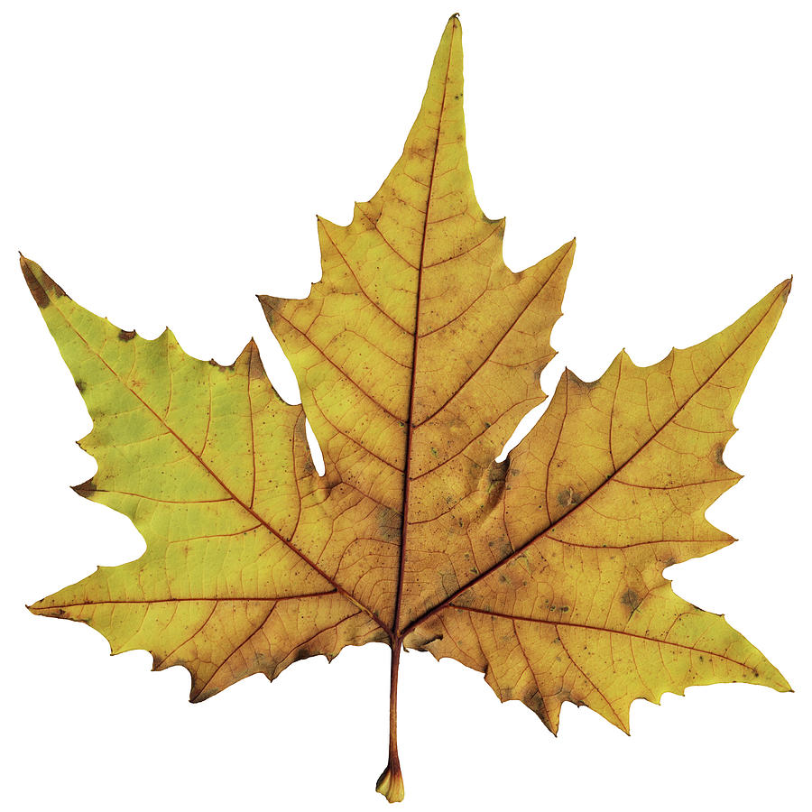 High Resolution Maple Dry Leaf Isolated Photograph by Miroslav Boskov