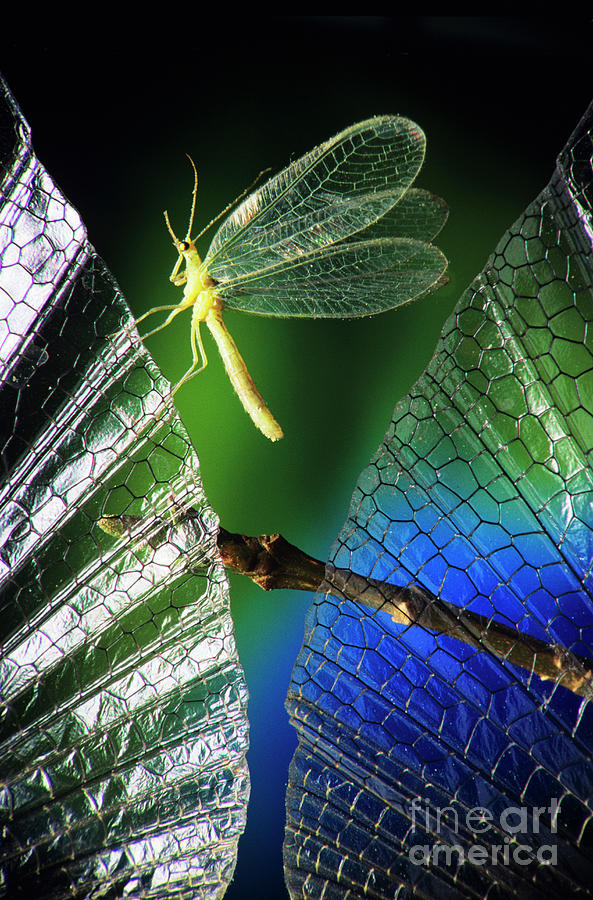 High-speed Photo Of A Green Lacewing In Flight by Dr. John  Brackenbury/science Photo Library