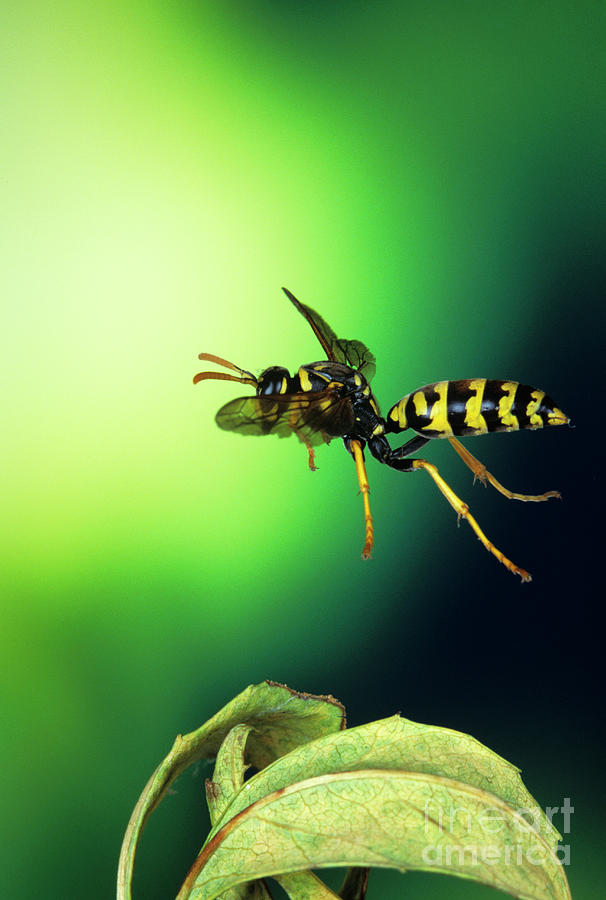 Wildlife Photograph - High-speed Photo Of A Paper Wasp In Flight by Dr. John Brackenbury/science Photo Library