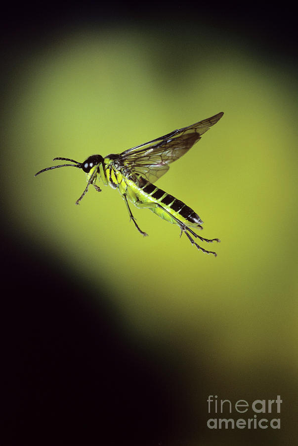 High-speed Photo Of A Sawfly In Flight Photograph by Dr. John Brackenbury/science Photo Library