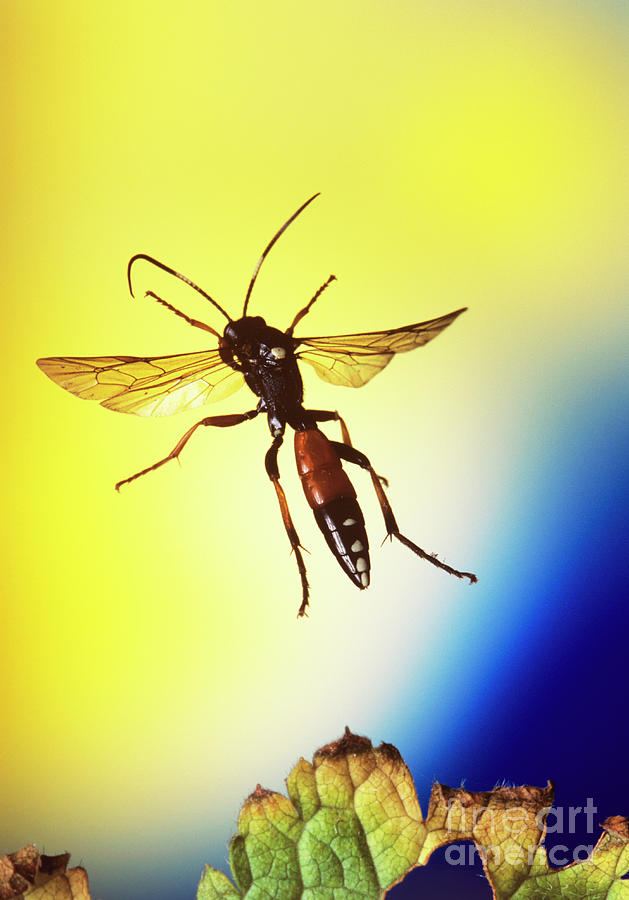 High Speed Photo Of An Ichneumon Wasp In Flight Photograph By Dr John Brackenbury Science Photo