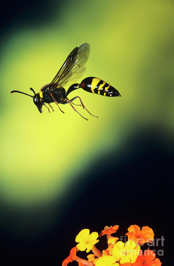 High Speed Photo Of Potter Wasp Above Flowers Photograph By Dr John Brackenbury Science Photo