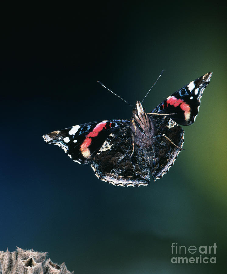 High-speed Photo; Red Admiral Butterfly In Flight Photograph by Dr. John Brackenbury/science Photo Library