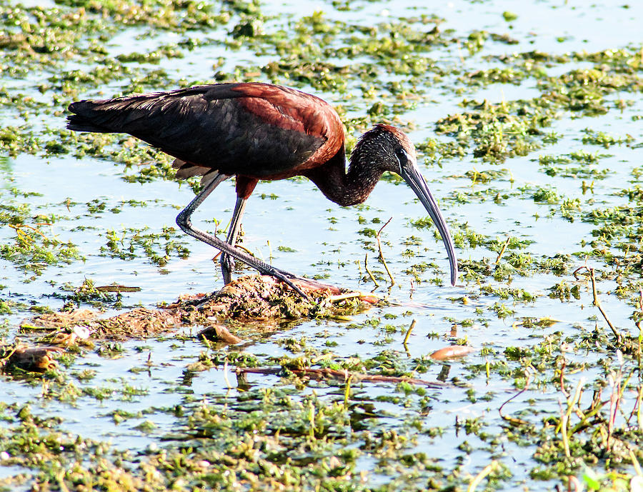 Glossy Ibis Photograph - High Steppin by Norman Johnson Glossy Ibis Photograph - High Steppin by Norman Johnson