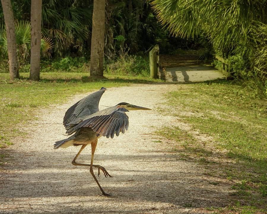 High Stepping Great Blue Heron Photograph by Mitch Spence