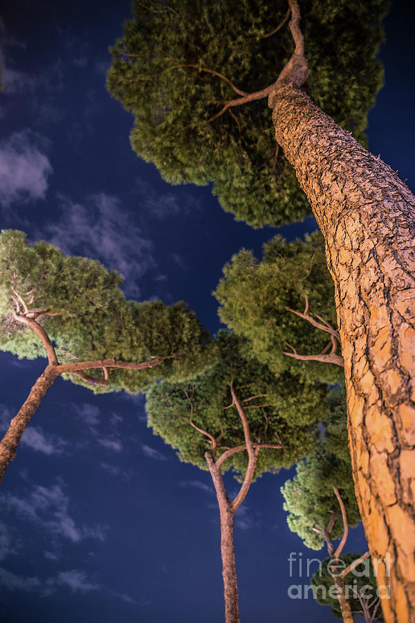 High Tree Photograph by Wajih Ben taleb