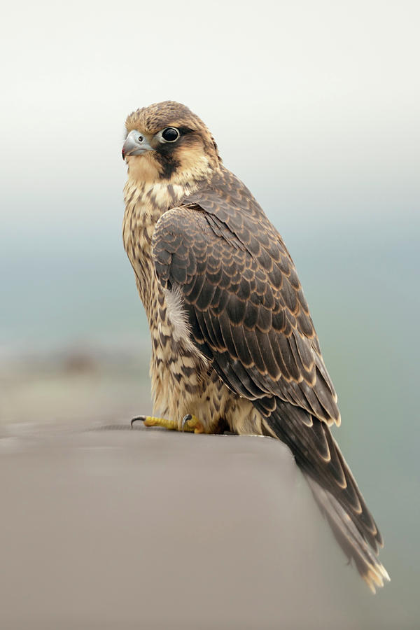 High Up On A Roof... Peregrine Falcon Photograph