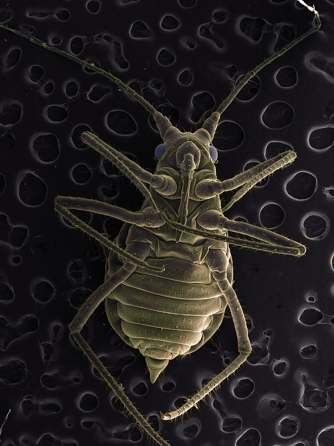 Nature Digital Art - High Vacuum Sem Image Of A Plant Lice by M. Suchea And I.v. Tudose