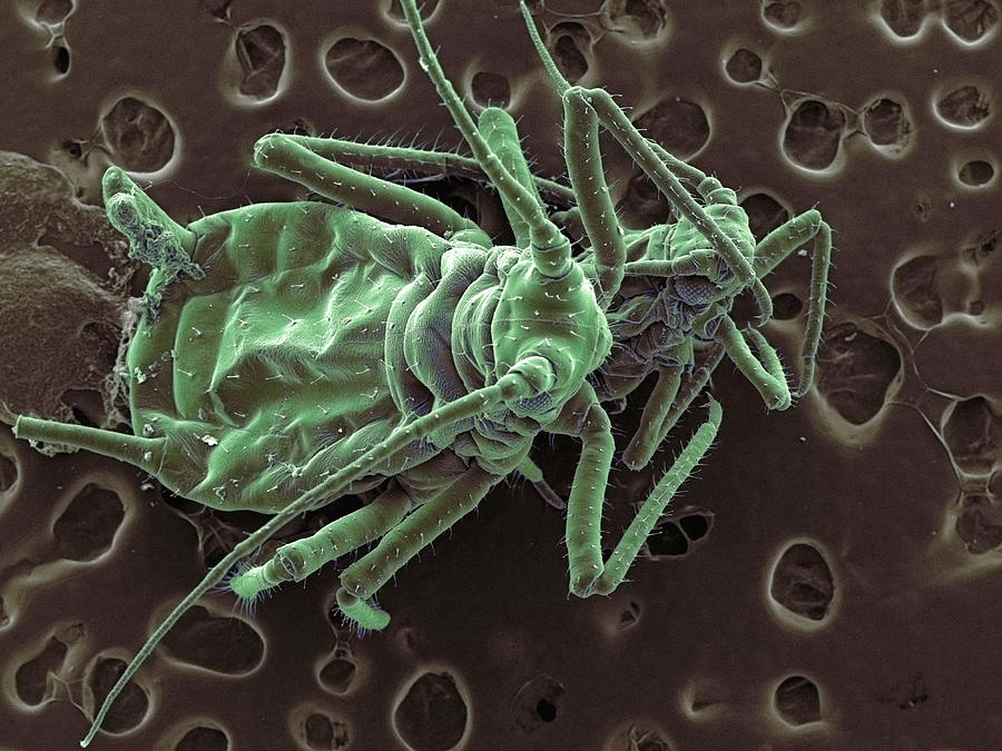 Nature Digital Art - High Vacuum Sem Image Of Plant Lice Face To Face by M. Suchea And I.v. Tudose