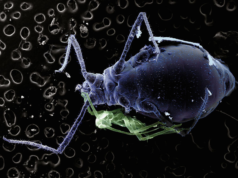 Ant Digital Art - High Vacuum Sem Image Of Plant Louse And Small Ant by M. Suchea And I.v. Tudose