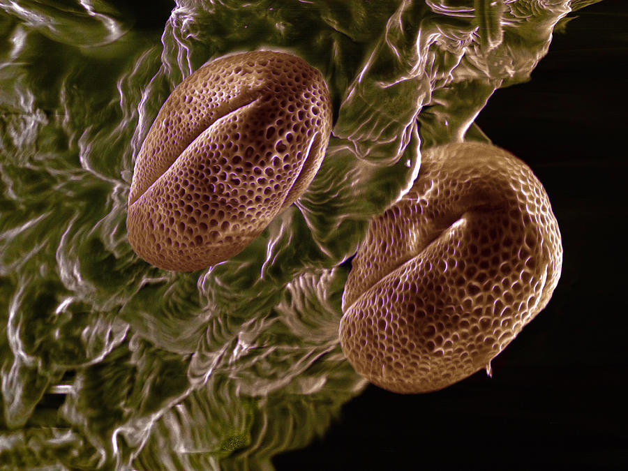 Nature Digital Art - High Vacuum Sem Of Brassica Rapa Oleifera Pollen Grains by M. Suchea And I.v. Tudose