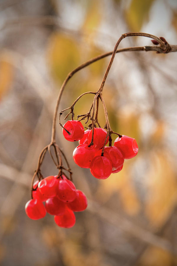Highbush Cranberries Photograph by Ira Marcus