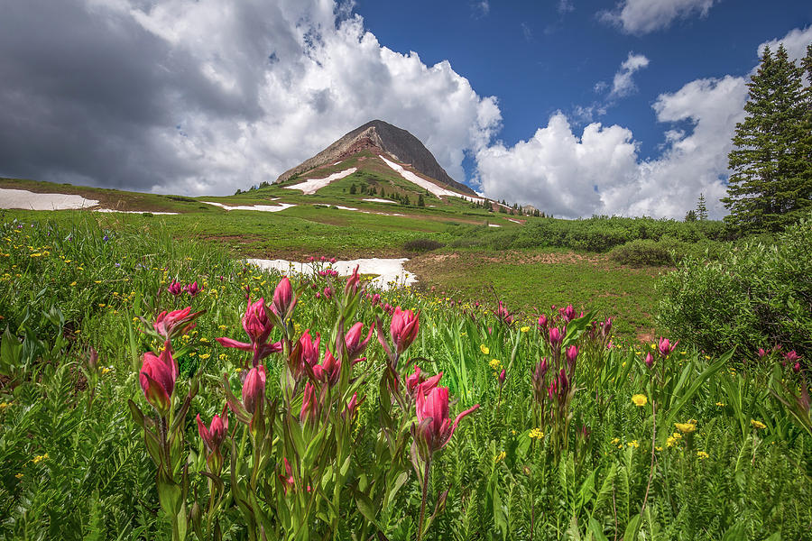 Highcountry Wildflowers Photograph by Jen Manganello