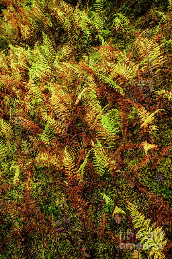 Highland Autumn Ferns Photograph by Thomas R Fletcher