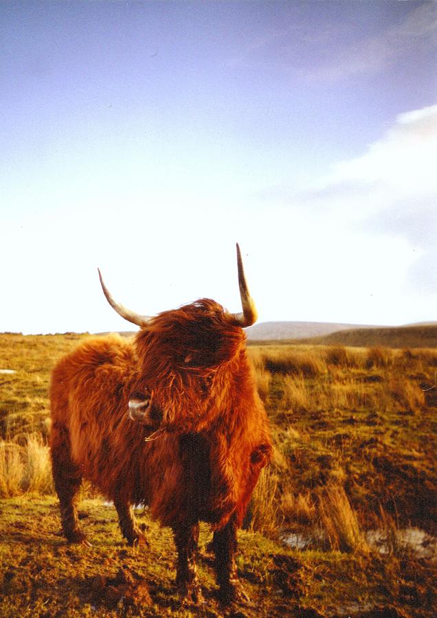 Highland Bull Photograph by By Hugo César