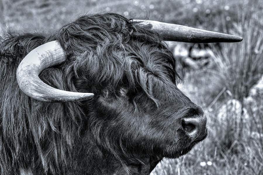 Highland Cattle Black Bull Photograph by Derek Beattie