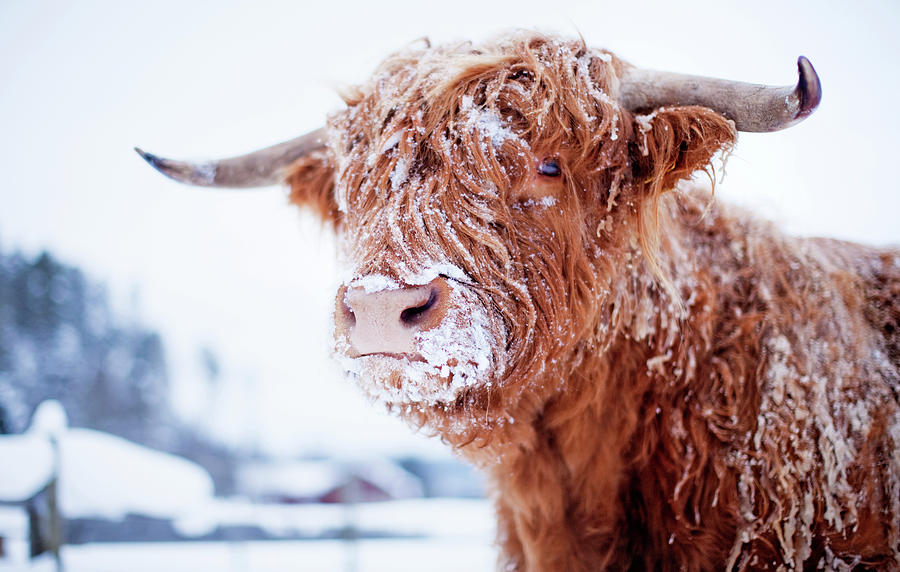 Highland Cattle Cover With Snow Photograph by Johner Images