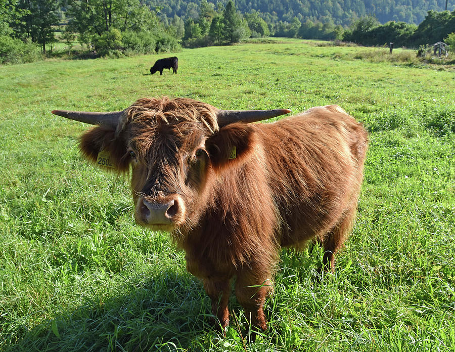 Highland Cattle Cow On The Pasture Meadow Photograph by Cavan Images ...