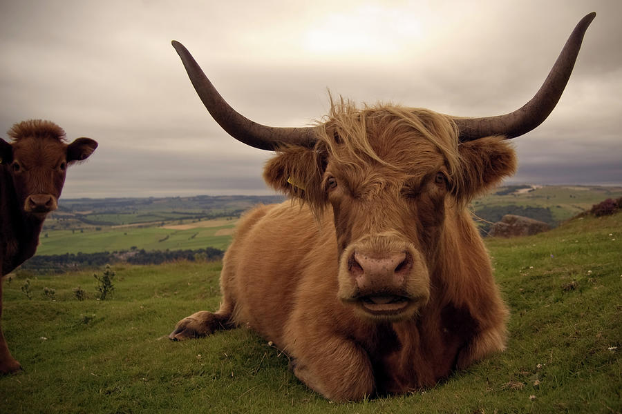Highland Cattle Photograph by Dave Wild [publicenergy]