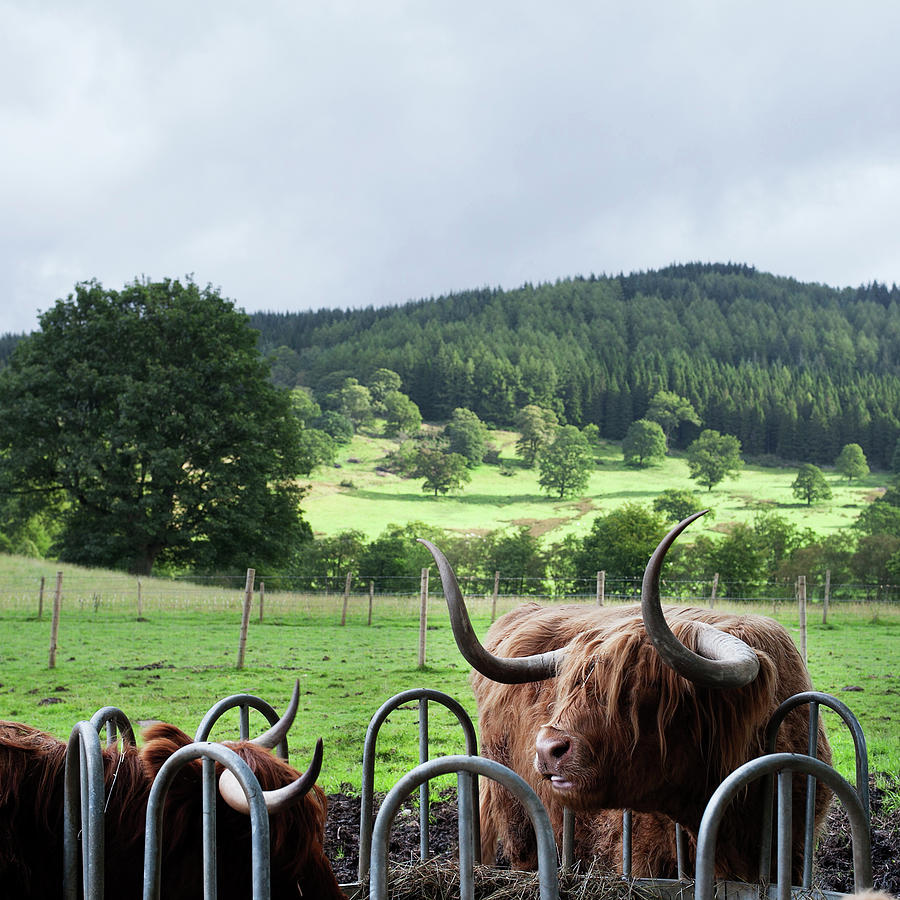 Highland Cattle Photograph by Deimagine