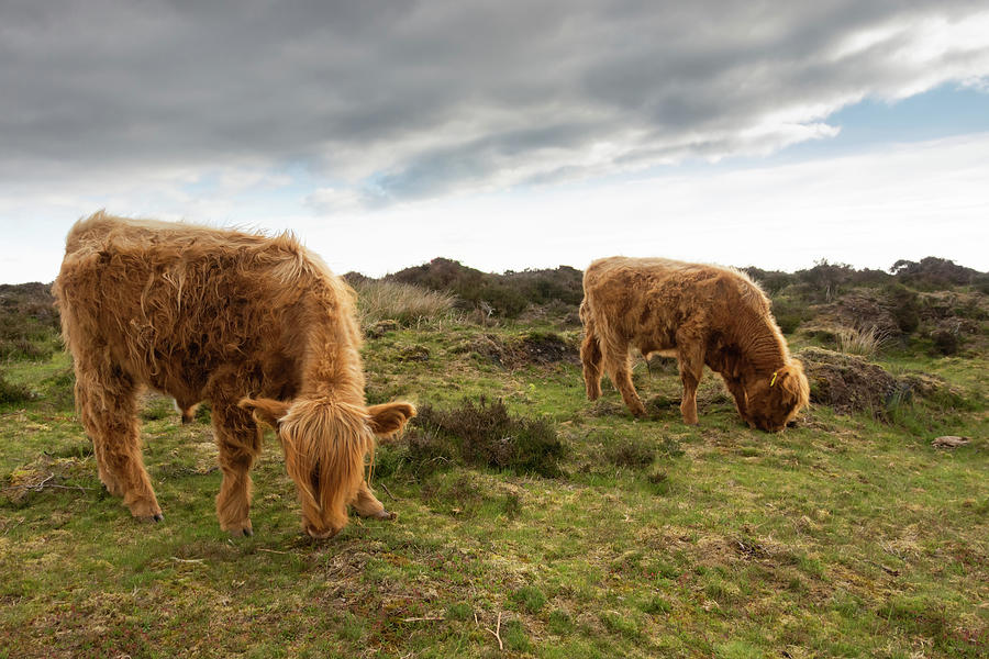 Highland Cattle feeding at Baslow Edge Photograph by Scott Lyons