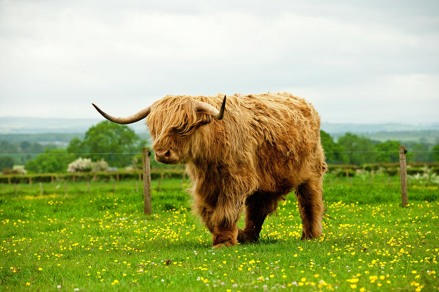 Highland Cattle Photograph by Georghanf