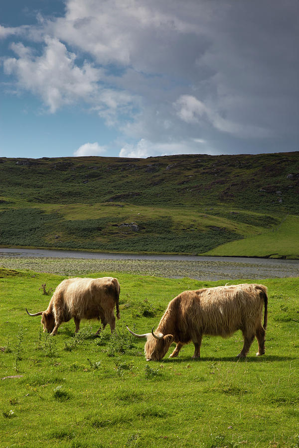 Highland Cattle Grazing In A Field Photograph by John Short / Design Pics