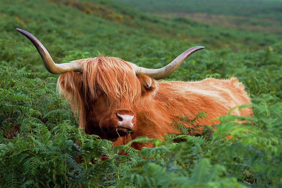 Highland Cattle Photograph by Lakemans