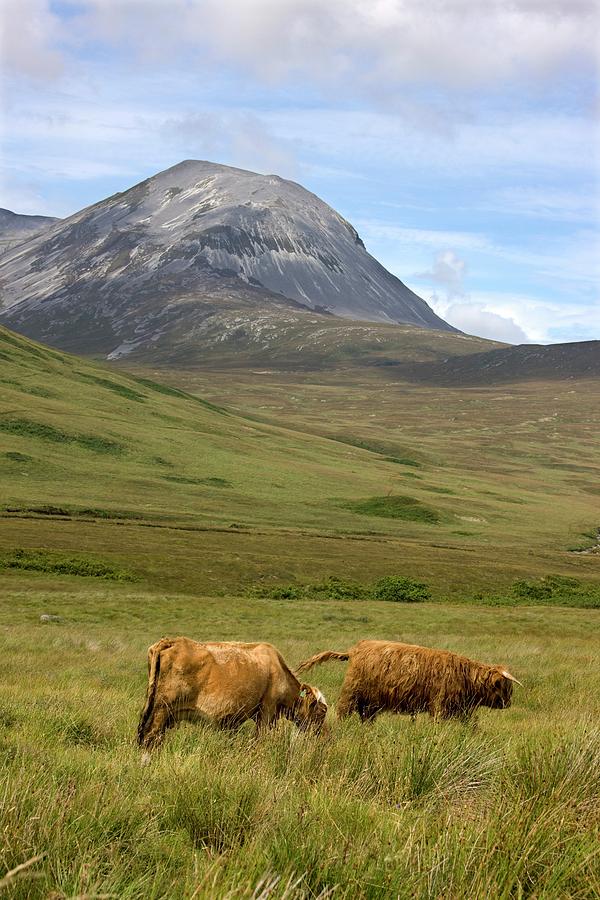 Highland Cattle, Paps Of Jura, Scotland Photograph by Design Pics/john Short
