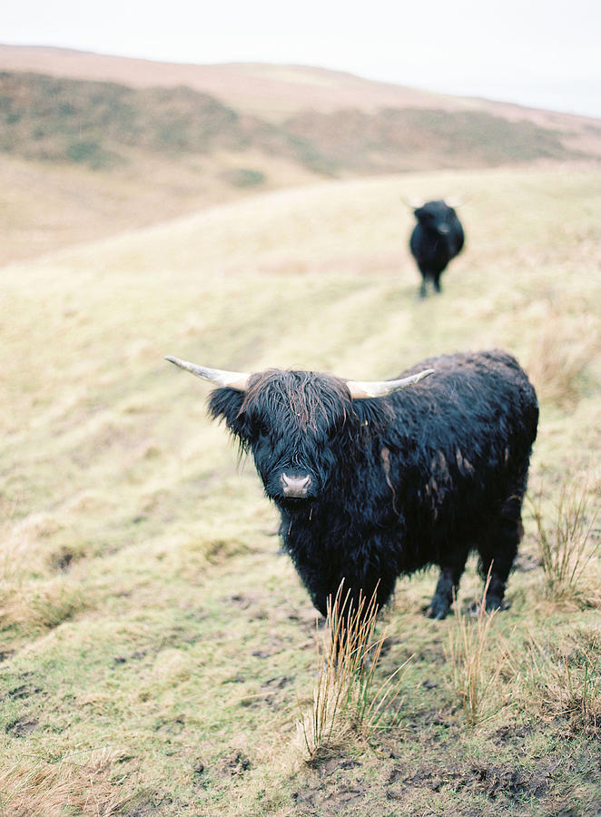 Highland Cattle Photograph by Photographed By Victoria Phipps ©
