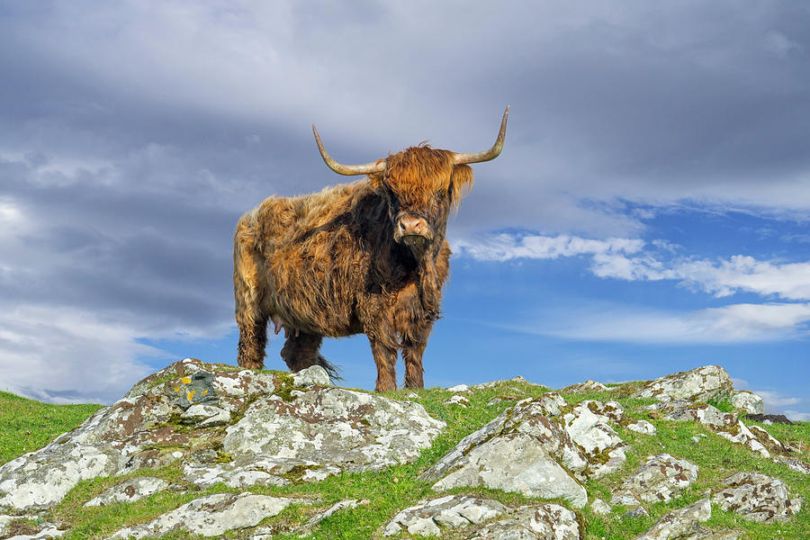 Highland Cattle, Scotland Photograph by Arterra Picture Library