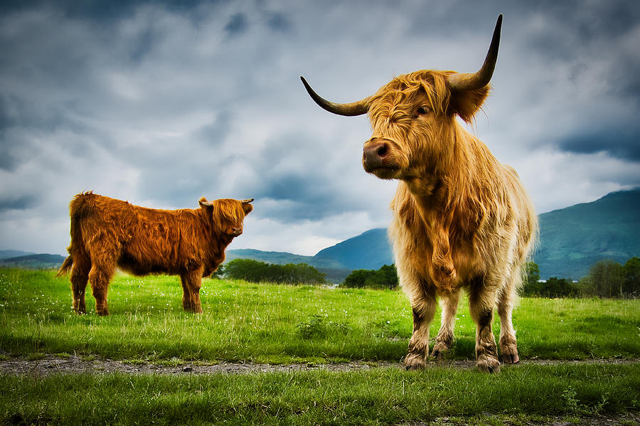 Cow Photograph - Highland Cattle - Scotland by Stuart Litoff