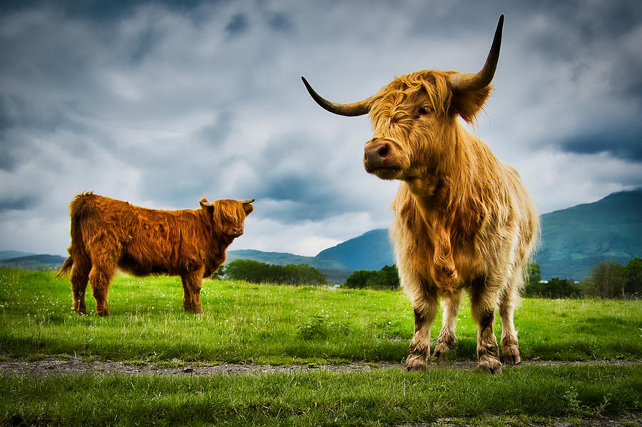 Highland Cattle, Scotland