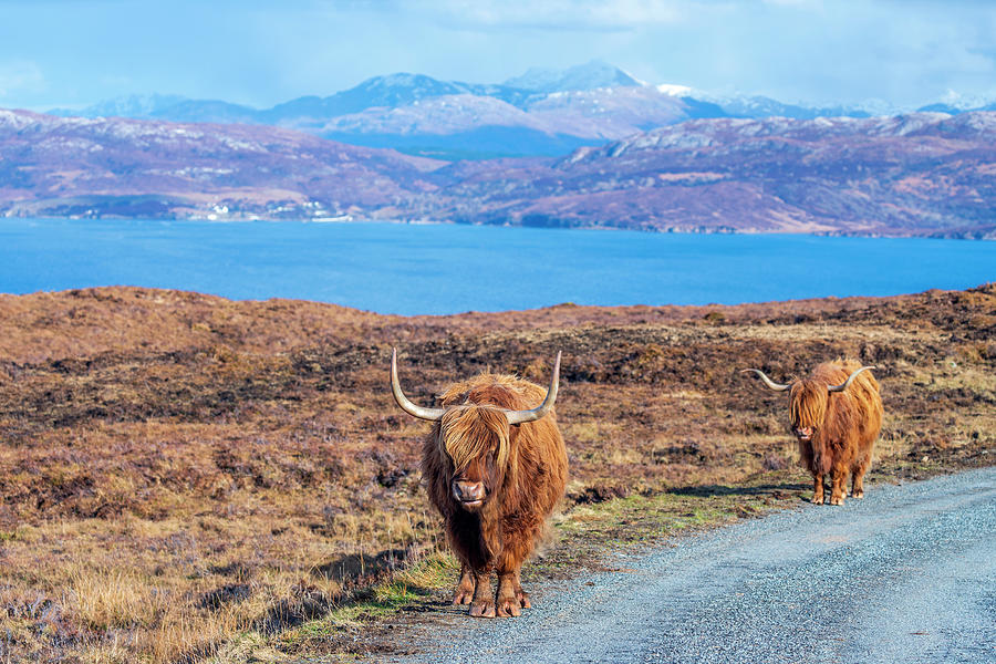 Highland Cattle Digital Art by Sebastian Wasek